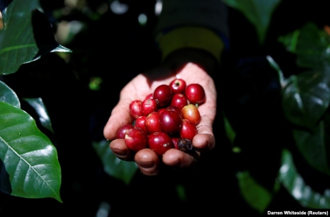 Seorang pekerja memanen buah kopi arabika di sebuah perkebunan dekat Pangalengan, Jawa Barat. (Foto: Reuters/Darren Whiteside)