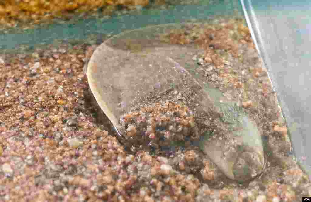 Hatchlings are gathered from natural nests along the nearby Mekong River, then kept in the protection center in Kratie on November 25, 2016. (Khan Sokummono/VOA)