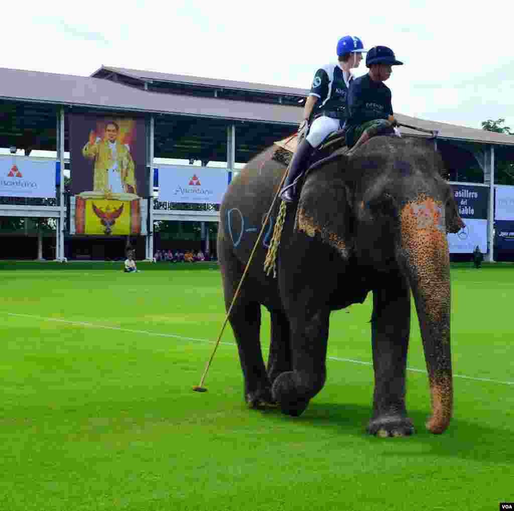 The stick for elephant polo measures two meters long, 2014 King's Cup Elephant Polo Tournament in Samut Prakan province, on the outskirts of Bangkok, Aug. 28, 2014. (Steve Herman/VOA).