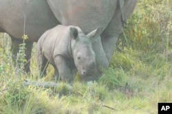 In South Africa, the race is on to save the lives of rhinos such as this from being wiped out by ruthless poachers