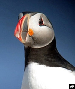 Kress says Eastern Egg Rock is the puffins' ancestral home.