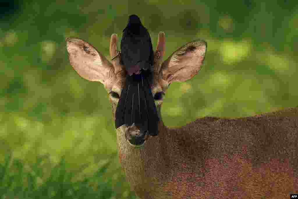 A bird rests on the head of a white-tailed deer in San Jose Villanueva, 25 km southwest of San Salvador, El Salvado, May 21, 2018.