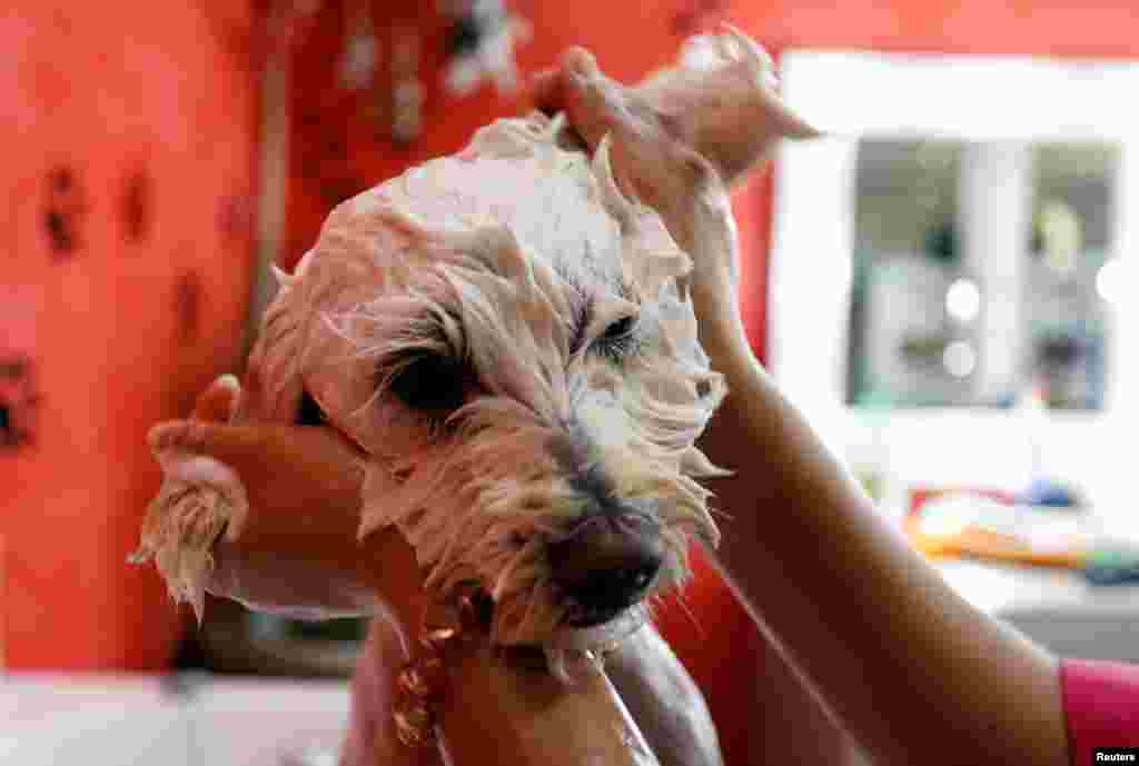 A groomer washes a dog at a pet beauty salon in Tunis, Tunisia, March 27, 2019.