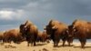 Bison: America's New National Mammal?