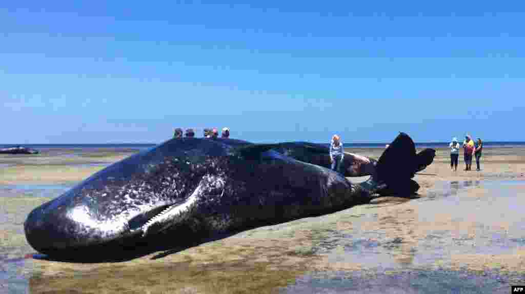 In this photo provided by South Australian Department of Environment, Water and Natural Resources, people stand around one of six sperm whales that washed up dead on the South Australia coast. &nbsp;