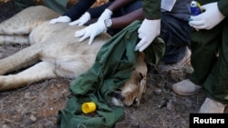 Kenya Wildlife Services veterinarians monitor a tranquilized 5-year-old lioness named Nyala after setting up a radio collar on her neck at the Nairobi National Park near Nairobi, to track her movements, Jan. 23, 2017. 