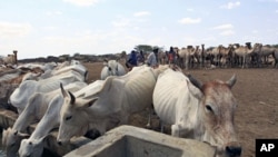 Livestock drink from a water point in the Kenya-Somalia border town of Liboi, July 29, 2011