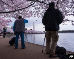 FILE - Photographers line up to take pictures of the blooming cherry tree blossoms that ring the tidal basin in Washington, March 25, 2016.