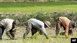 Cambodian farmers work on the rice field in Kampong Speu province, west of Phnom Penh, (File)