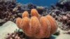 Koloni batu karang tampak di Great Barrier Reef di lepas pantai Cairns Australia, 25 Oktober 2019. (Foto: Lucas Jackson/Reuters)