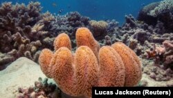 A colony of mushroom leather coral grows on the Great Barrier Reef off the coast of Cairns, Australia October 25, 2019. REUTERS/Lucas Jackson