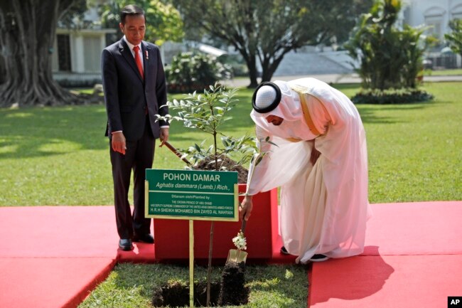 Pangeran Mahkota Abu Dhabi Sheikh Mohammed bin Zayed Al Nahyan (kanan) melakukan penanaman pohon damar didampingi Presiden Joko Widodo di Istana Kepresidenan RI di Bogor, Rabu, 24 Juli 2019.