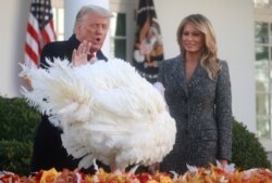 លោក​ប្រធានាធិបតី​ Donald Trump ឈរ​ក្បែរ​ភរិយា​លោក​គឺ​ជំទាវ​ទី​១ Melania Trump ក្នុង​ពិធីប្រណី​មាន់​បារាំង​ Turkey នៅ​មុន​បុណ្យ​ជាតិ Thanksgiving កាល​ពី​ថ្ងៃ​ទី​២៤ ខែ​វិច្ឆិកា នៅ​សេតវិមាន​ក្នុង​រដ្ឋធានី​វ៉ាស៊ីនតោន។