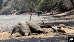 Zimbabwe Wildlife Drought