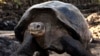 Galápagos: Aumenta población de tortugas