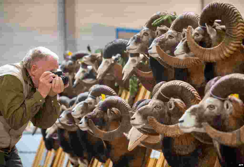 A visitor takes pictures of trophies displayed at the &quot;Reiten-Jagen-Fischen&quot; (riding-hunting-fishing) trade fair in Erfurt, eastern Germany.