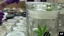 Uzgajivači marihuane u Kaliforniji plaše se proizvodnje 'na veliko'