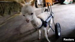 Anak alpaka yang harus diamputasi kaki belakangnya, mendapatkan roda khusus untuk berjalan di Freisen, Jerman. 