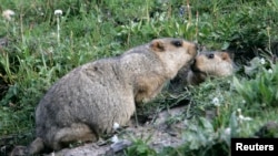 FILE - Two marmots, prairie animals also known as the "tarbagans", meet at the entrance of their lair in Yushu, west China's Qinghai province.