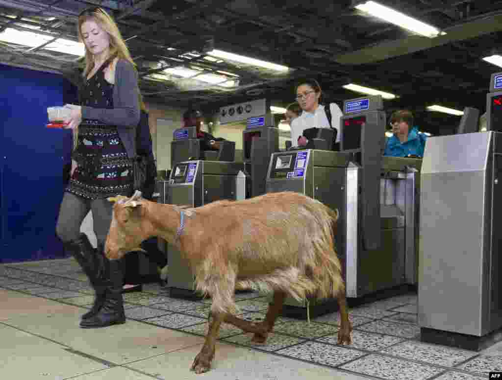 A goat named 'Barney' from Vauxhall City Farm, walks through a ticket barrier with morning commuters at Vauxhall Underground Station in London, during a photocall to launch Transport for London's first 'above ground map' of the Victoria line, in a bid to encourage people to explore more of the city.