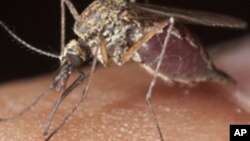 Angola: Malária é a primeira causa de mortalidade no país