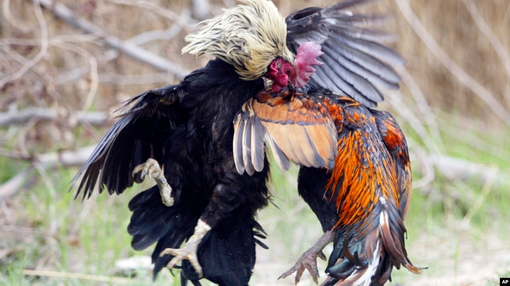 FILE PHOTO - Cambodian cocks fight at Kampong Speu province's Tuol Prik village Friday, March 31, 2006. Cambodian officials on Friday swept the village to cull poultry after tests found the virulent H5N1 virus among some of the flock. The virus killed a three-year-old toddler in the village last week. (AP photo/Heng Sinith)