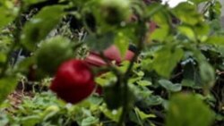 Community Gardens Grow Green Space in New York City