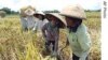 FAO: Giá lương thực tăng trở lại