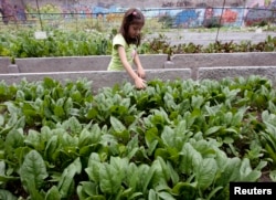 FILE - Maria Fernanda, 4, walks next to an urban vegetable garden in Iztapalapa district, Mexico City, July 31, 2008. Food startups allow consumers to follow their food and learn about ingredients' origins.