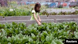 Girl Grows Vegetables in City Garden.