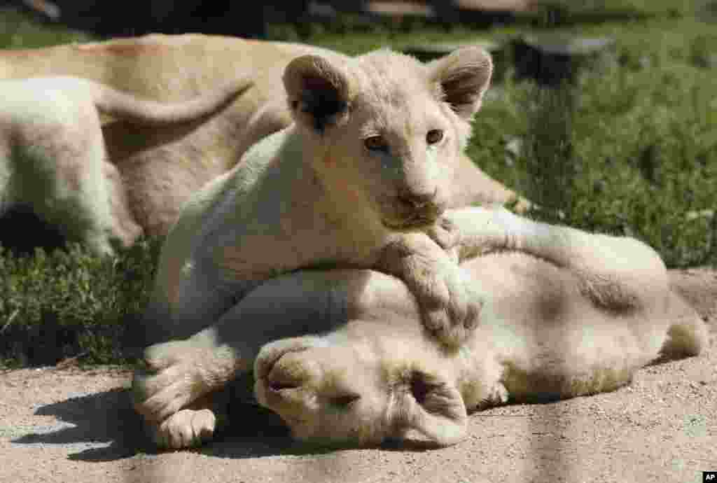 تولد دو توله شیر سفید در باغ وحشی در جمهوری چک