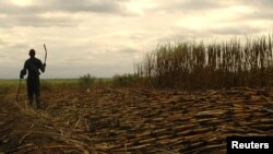 FILE - A worker harvests sugarcane near Swaziland's capital, Mbabane, June 2005. In Cameroon, the government is cracking down on the illegal import of sugar.