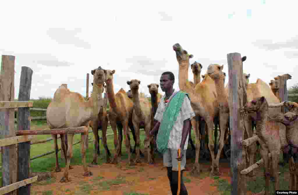 A herder prepares to lead a group of female dromedaries to a weighing station at Mpala. (Sharon Deem, Saint Louis Zoo)