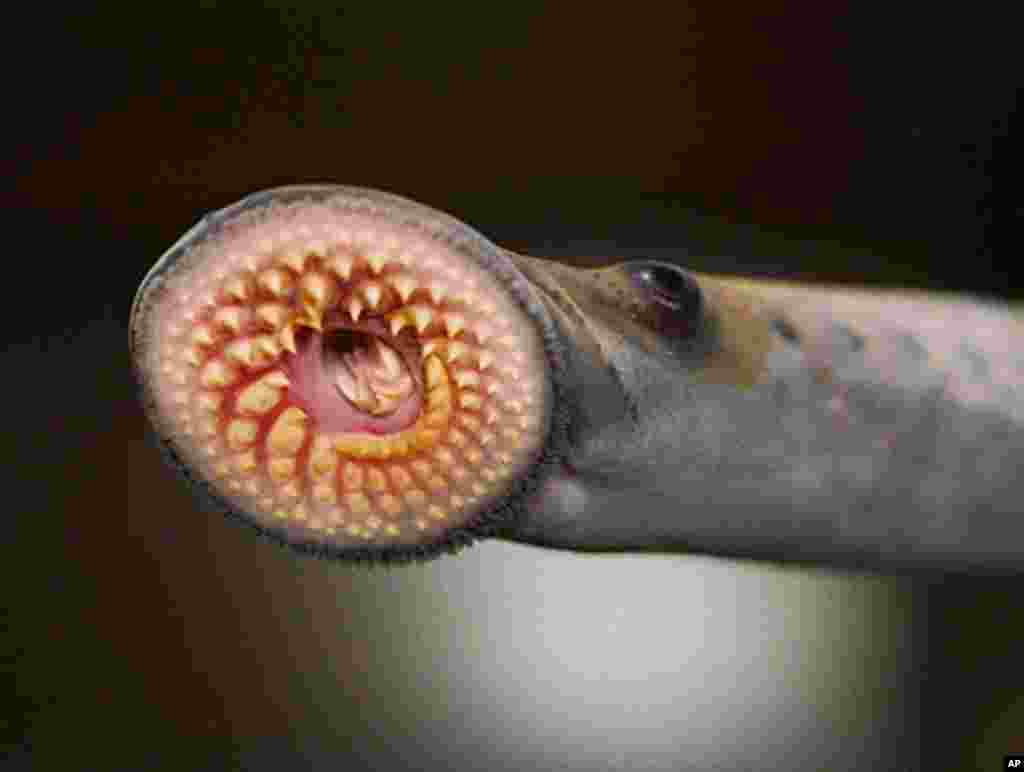Sea lampreys attach to fish with a suction cup mouth ringed with sharp teeth; they bore a hole through the fish and feed on the fish's blood and body fluids. (T. Lawrence, Great Lakes Fishery Commission)