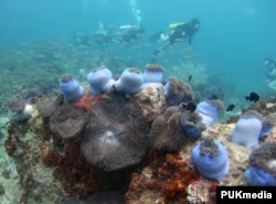 FILE: Divers swim above a bed of corals off Malaysia's Tioman island in the South China Sea, May 4, 2008.