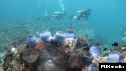 FILE: Divers swim above a bed of corals off Malaysia's Tioman Island in the South China Sea, May 4, 2008.
