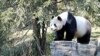 大熊猫美香添添延长客居美国时间