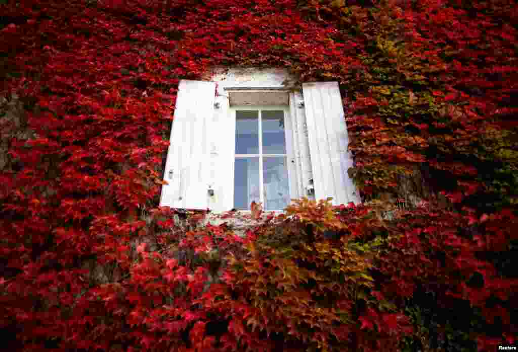 가을이 찾아온 프랑스 낭트 인근 샤토 테보에서 아메리카담쟁이덩굴로 덮인 집이 보인다.