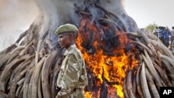 A ranger from the Kenya Wildlife Service walks past 15 tons of elephant tusks which were set on fire, during an anti-poaching ceremony at Nairobi National Park, March 3, 2015.