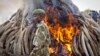 File - A ranger from the Kenya Wildlife Service walks past 15 tons of elephant tusks which were set on fire, during an anti-poaching ceremony at Nairobi National Park, March 2015.