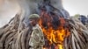 Kenya Burns 15-ton Ivory Pile in Defiance of Trade