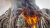 A ranger from the Kenya Wildlife Service walks past 15 tons of elephant tusks which were set on fire, during an anti-poaching ceremony at Nairobi National Park, March 3, 2015.