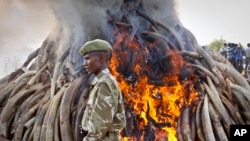 A ranger from the Kenya Wildlife Service walks past 15 tons of elephant tusks which were set on fire, during an anti-poaching ceremony at Nairobi National Park, March 3, 2015.