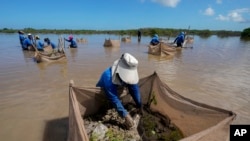 A woman plants mangrove seedlings as part of a restoration project, near Progreso, in Mexico’s Yucatan Peninsula, Oct. 6, 2021.