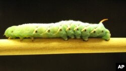 The gut of the tobacco hawk moth caterpillar used in the study moves forward independently of, and ahead of, the surrounding body and wall and legs.