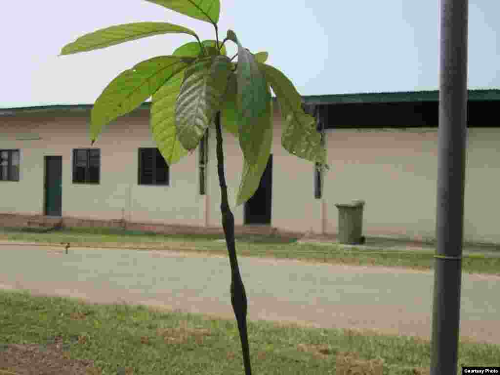 Cocoa swollen shoot virus (World Cocoa Foundation)