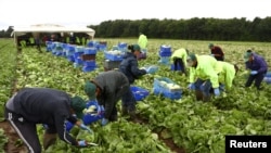 FILE - Migrant workers pick lettuce on a farm in Kent, Britain, July 24, 2017.