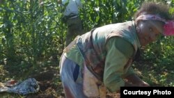 Tanya Spandla, a Zimbabwean woman farmer growing traditional vegetables for Zimbabweans and other Africans living in USA.