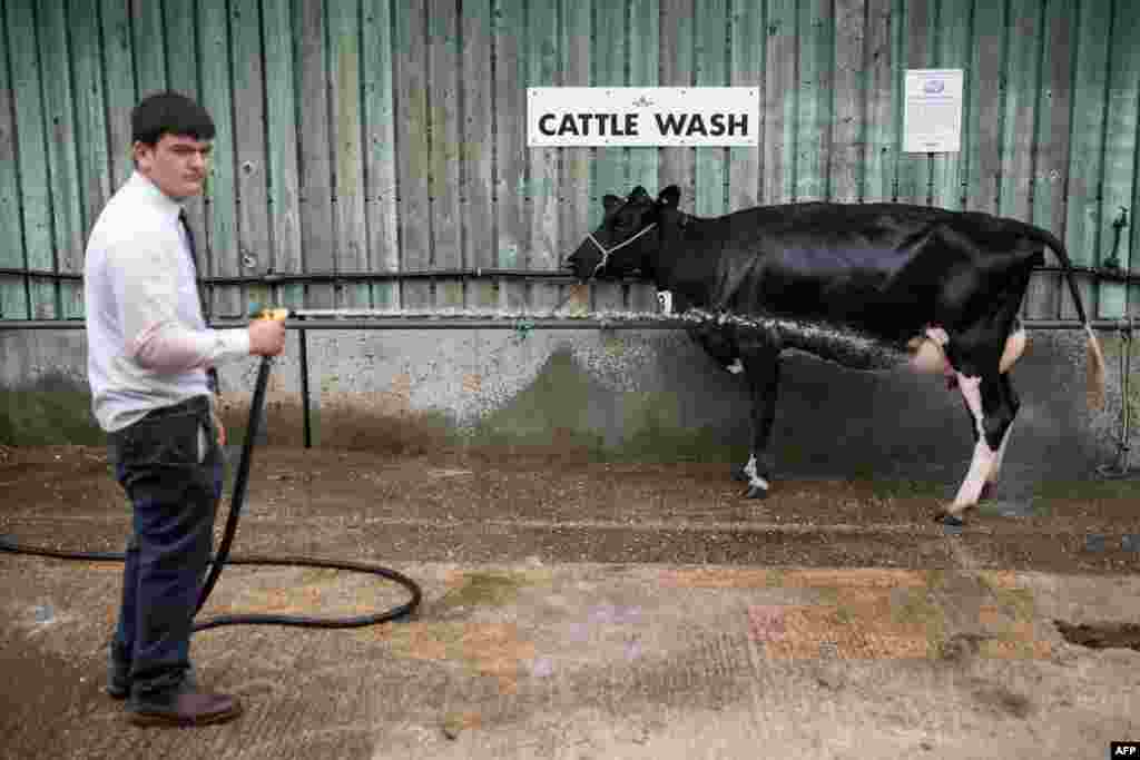 A young farmer washes a cow on the first day of The Royal Cheshire County Show at Tabley, near Knutsford, northern England.