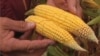 Scientists Dispute Study of Genetically Modified Corn